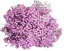 Гипсофила Розовая (К) дл.70 1уп