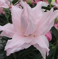 Лилия Dbl Amistad 5+ 10шт