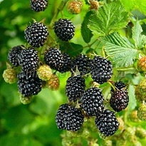 Ежевика (Rubus) кустистая Трипл Краун d9 h20-30 18шт