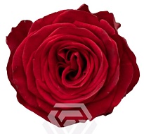 Роза Tessa Rediant дл.60 25шт