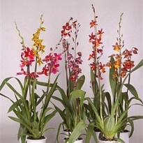 Орхидея Камбрия микс 2 ст d12 h60 10шт