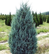 Можжевельник (Juniperus) скальный Мунглоу 2л 1шт
