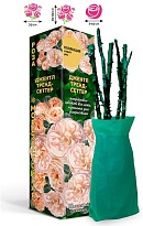 Роза Джентл Трендсеттер спрей (ОКС) 1шт