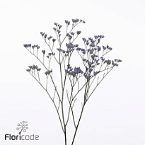 Лимониум Utah Blue 5шт