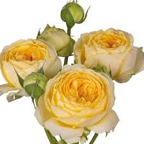 Роза Peony Bubbles кустовая (Ц) дл.50 10шт/уп