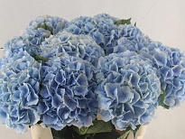 Гортензия Verena Blue дл.65 d25 1шт