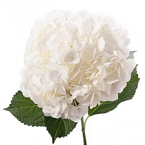 Гидрангея Royal Highness дл.80 d22-25 1шт