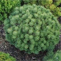 Сосна (Pinus) горная Мопс 20л h35-40 1шт