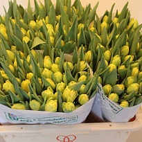 Тюльпан Do Yellow Margarita 10шт