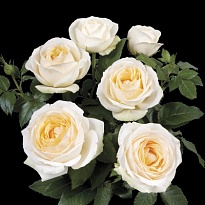 Роза Кордана Белами d10 h30 15шт