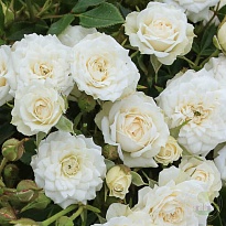 Роза Imperial Rose (B.Topalovic) Уайт Гем мини 2л 1шт