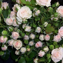 Роза кустовая Jana дл.70 5шт