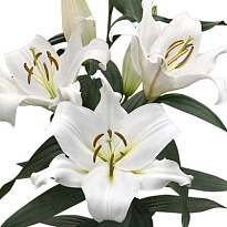 Лилия ot Zambesi 6/7+ 10шт