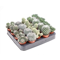 Кактус Маммилярия Бокасана d5 h10 20шт