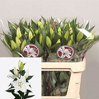 Лилия or. White Passion 4+ 10шт