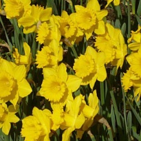 Нарцисс Dutch Master 10шт