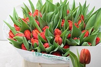 Тюльпан Coral Sunset 10шт