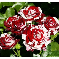 Роза Флеш Найт спрей/Цв.Кор