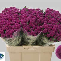 Хризантема сантини Purpetta 25шт