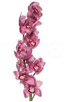 Орхидея Cymbidium Monica дл.60 *9 1шт