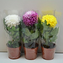 Хризантема Зембла 1рр d10 h30 12шт