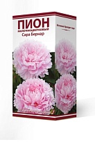 Пион молочноцветковый Сара Бернар 2/3 1шт