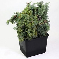 Кипарисовик 1шт