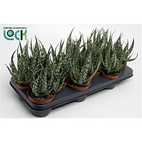 Алоэ Жако d5 h10 20шт