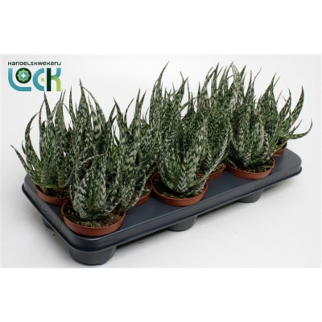 Алоэ Жако d5 h10 20шт