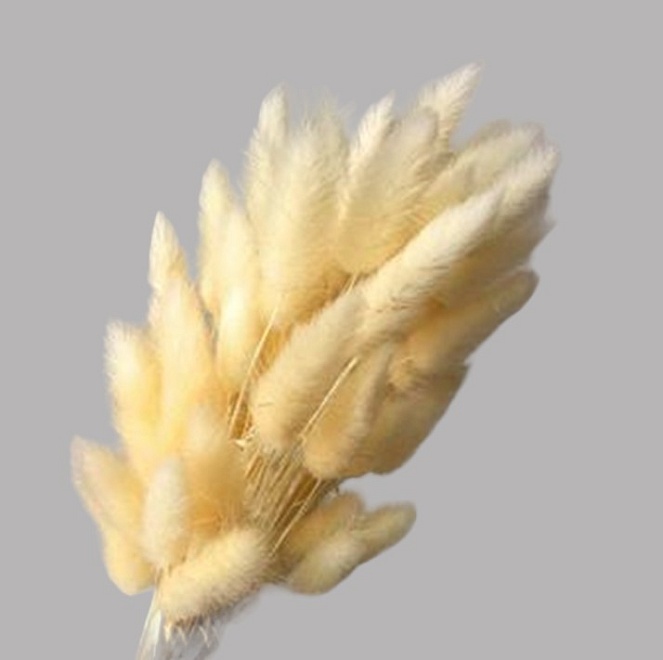 Лагурус сухоцвет 60шт h60-70см шампань