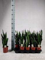 Сансевиерия Зеланика d12 h40 10шт