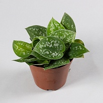 Сциндапсус Пиктус Аргиреус d11 h15 10шт