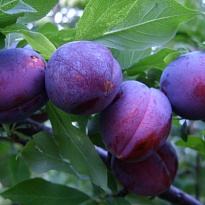 Слива Памяти Путова (ОКС) 1шт