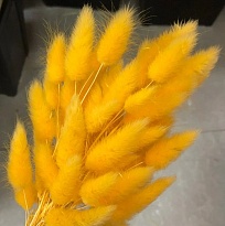 Лагурус сухоцвет 60шт h60-70см желтый