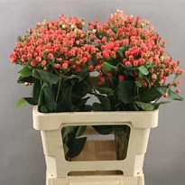 Гиперикум Globo Punch 5шт