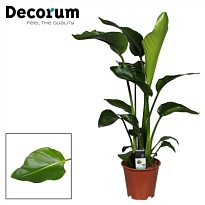 Стрелиция Николай d21 h150 1шт