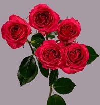 Роза куст. Tessa Bellalinda Cerise дл.50 10шт