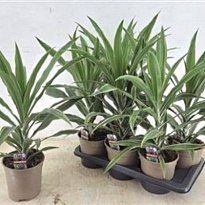 Драцена Варнески копстек d17 h60 6шт