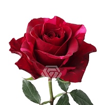 Роза Adara Roses Red Panther дл.60 25шт