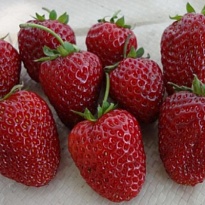 Земляника Альбион ремонт. (ОКС) 5шт/кор