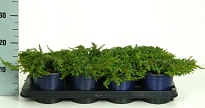 Можжевельник (Juniperus) обыкн.Грин Карпет (KV) d13 h20-22 8шт
