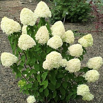 Гортензия (Hydrangea) метельчатая Киушу d10 1шт