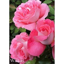Роза Imperial Rose (B.Topalovic) Вайкики флор. Цв.Кор.