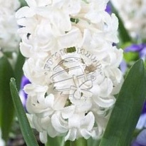 Гиацинт Antarctica 5шт