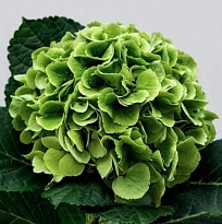 Гортензия Green дл.70 1шт