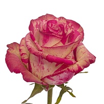 Роза Vinuez Magic Times дл.60 25шт