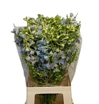 Дельфиниум Bel Ballkleid 10шт