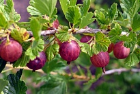 Крыжовник (Ribes) обыкновенный Хиннонмаки Ред d9 h20-30 18шт