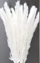 Камыш пушистый Bleached пучок 1шт