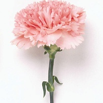 Гвоздика Fl Union -luis Yanchatipan Light Pink дл.SELECT 25шт